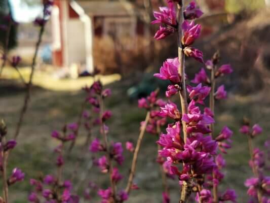 Omakotitalon ostaminen